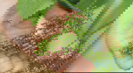 Camiral Golf And Wellness Vineyards Detail Min (1)