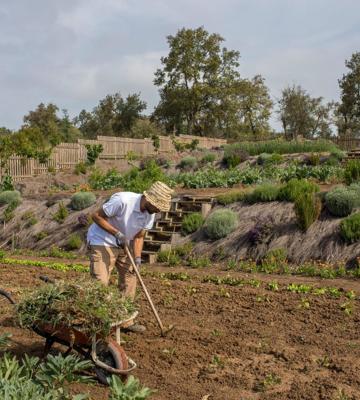 Kitchengarden12 Large