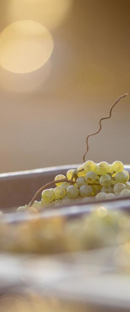 Verema Pga 33 Copia Bcopia