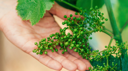 Camiral Golf And Wellness Vineyards in Spain