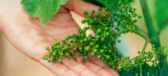 Camiral Golf And Wellness Vineyards in Spain