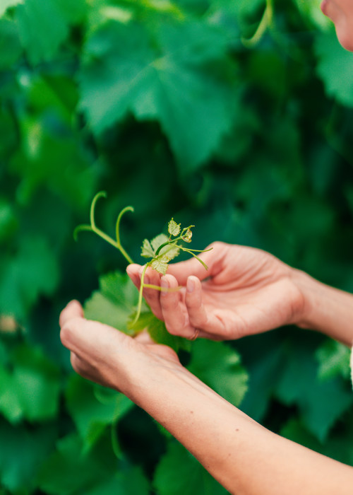 Camiral Golf And Wellness Vineyards Detail 3