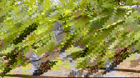 PGA Gespavinya 27 Min