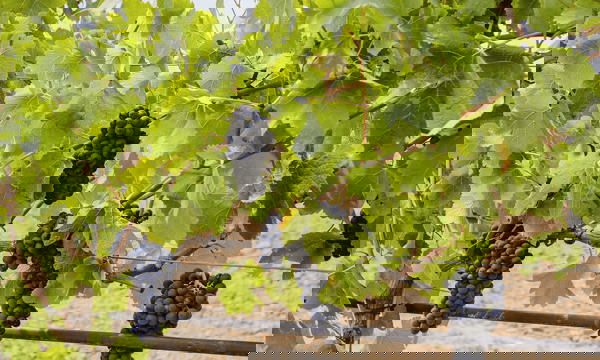 PGA Gespavinya 27 Min