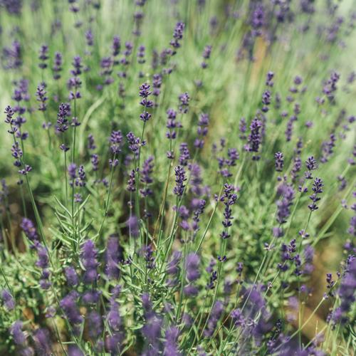 Camiral Golf And Wellness Kitchen Garden Detail 2