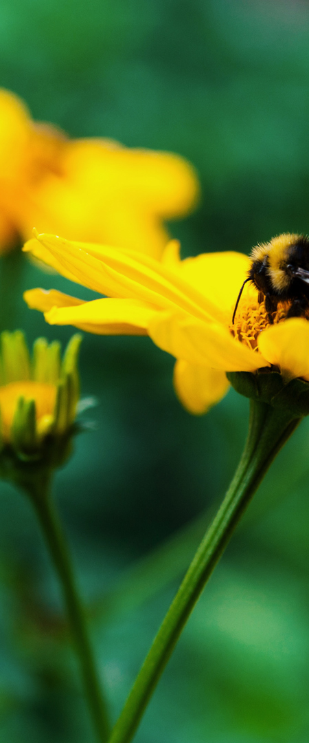 Shutterstock 566667400 Baixa