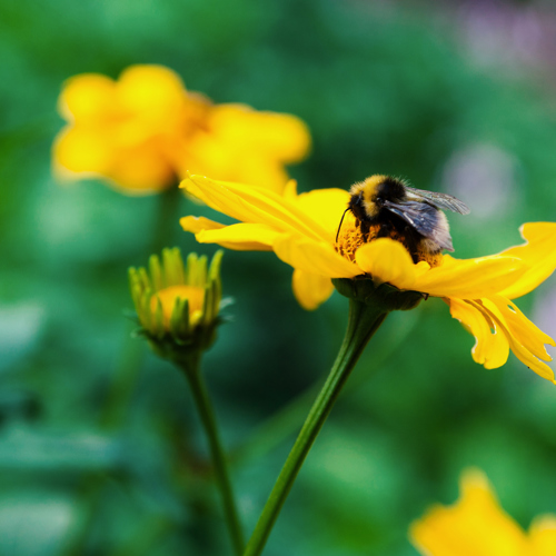 Shutterstock 566667400 Baixa